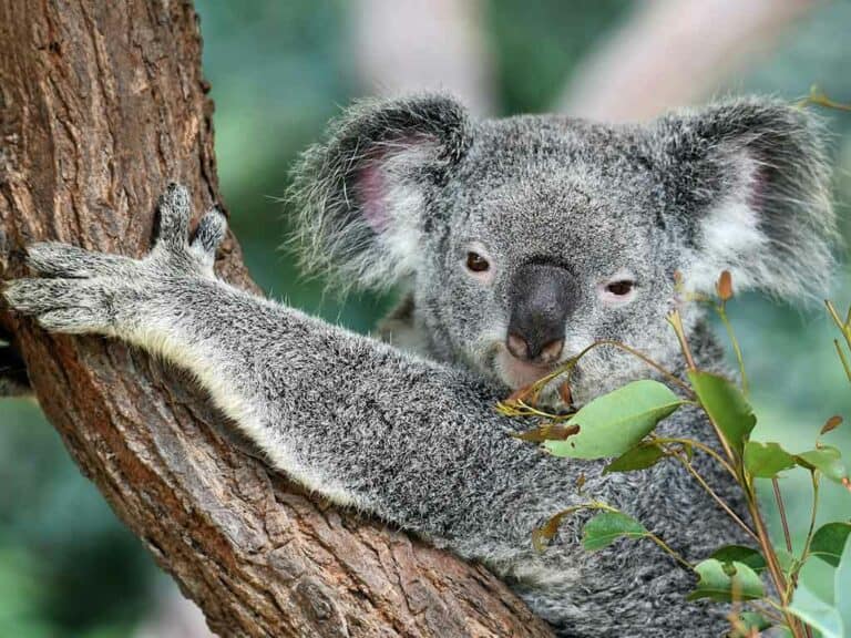Seguro de viaje para Working Holiday en Australia